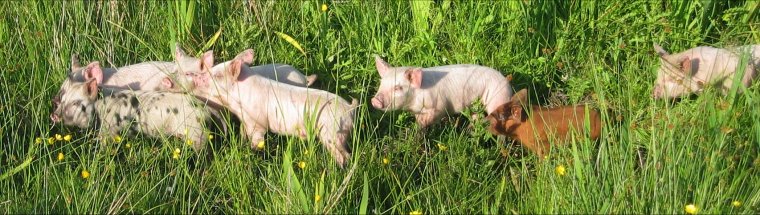 Enjoying the summer sun - some of Barra's pigs